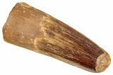 Juvenile Fossil Spinosaurus Tooth - Real Dinosaur Tooth #348684-1